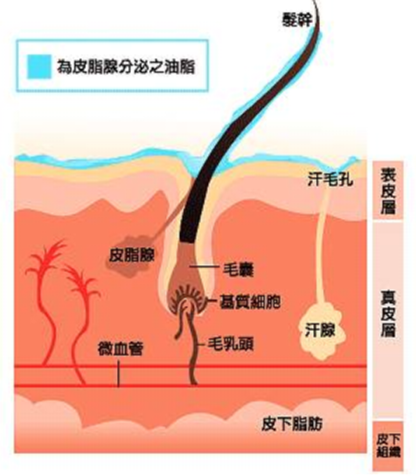 头发看起来油腻的原因主要还是因为我们的头皮分泌了大量的油脂,在