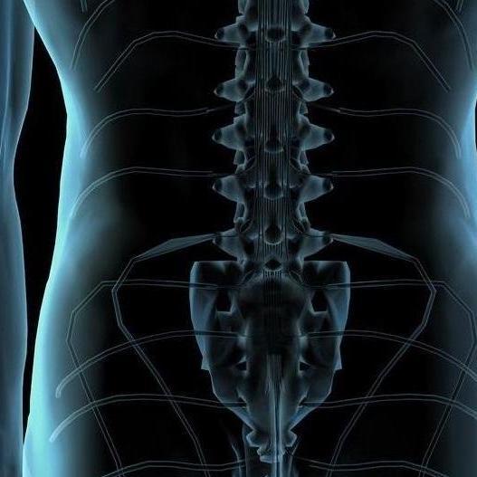 尾椎骨位于骶骨下方,即脊椎最尾端的部位,脊椎骨的最后一块,沿着脊柱