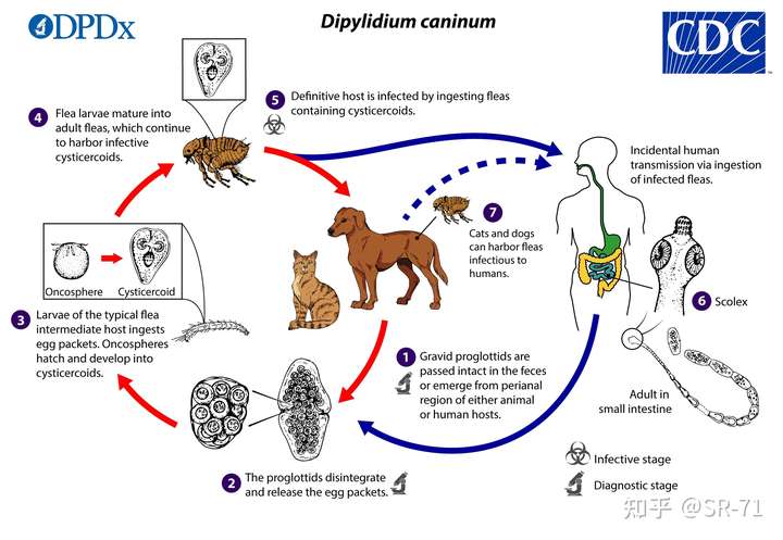 犬复孔绦虫的中间宿主主要为跳蚤,成虫寄生于犬,猫的小肠内,其妊娠节