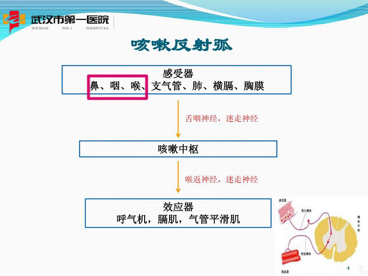咳嗽反射弧 来源:百度文库