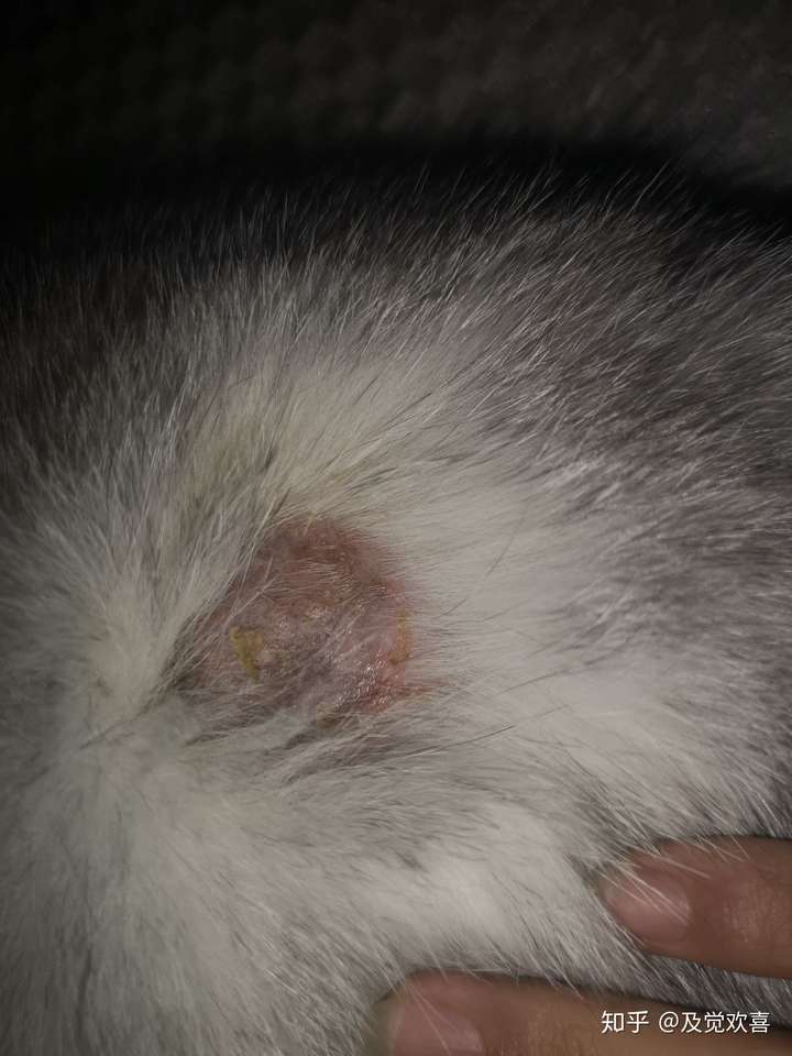 猫身上有痂状物可以抠下来吗