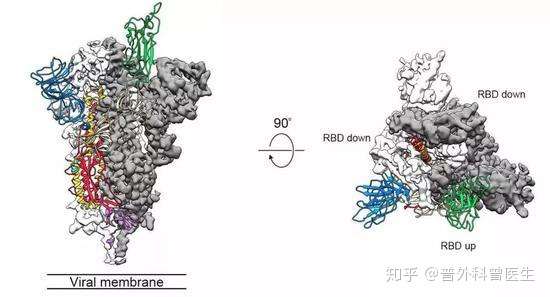 重磅：硬核科普，新冠病毒来自哪里？