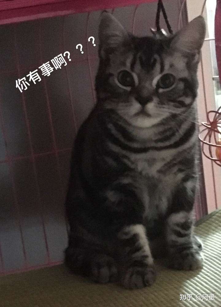 你的猫咪小时候和长大后模样变化大吗?