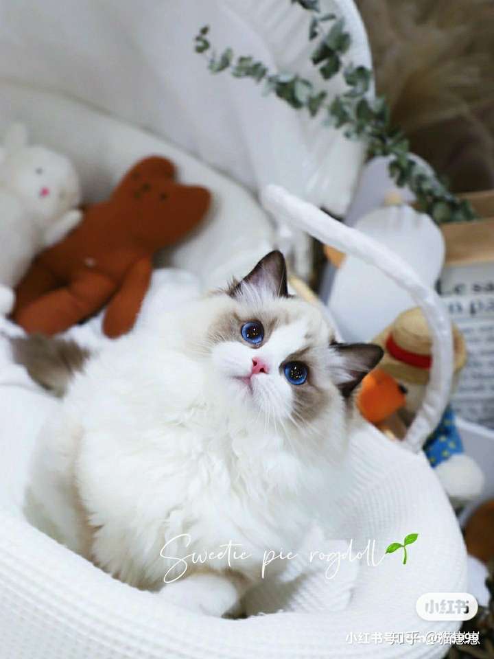 一万块的布偶猫和八千多的布偶猫区别在哪里
