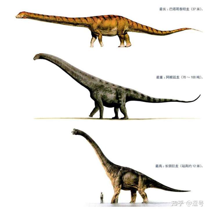 世界上五花八门的恐龙有很多,而最大的恐龙有梁龙类,雷龙类(迷惑龙)