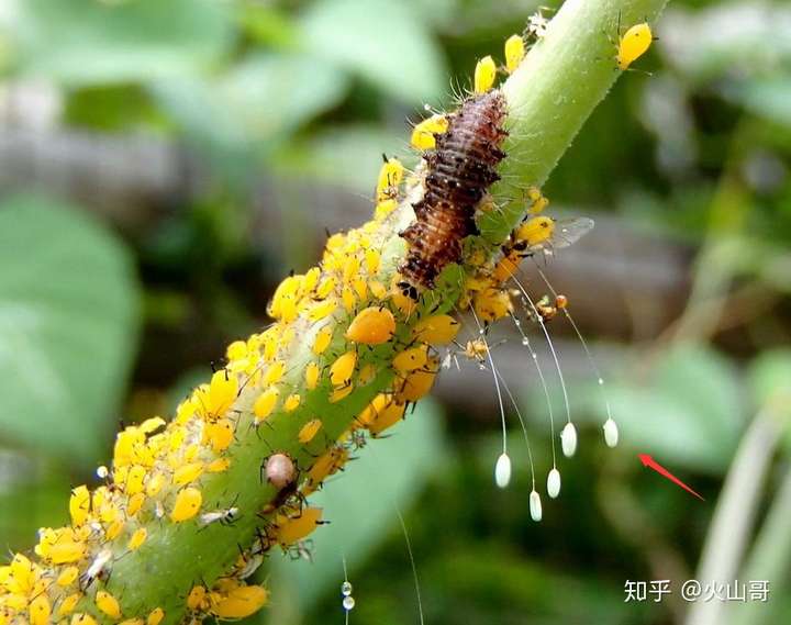 草蛉的若虫,捕食性昆虫图中幼虫在吃蚜虫,箭头的就是他的卵