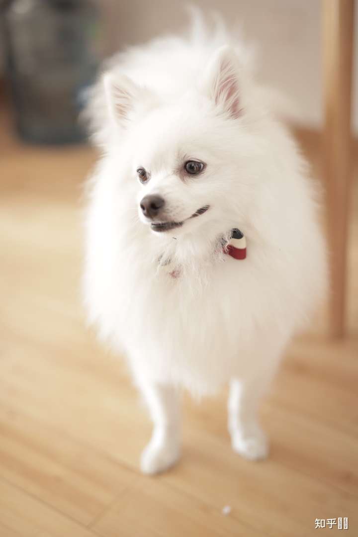 有没有大神可以给出比较标准的银狐犬,博美犬,和他俩串的,三者的图片