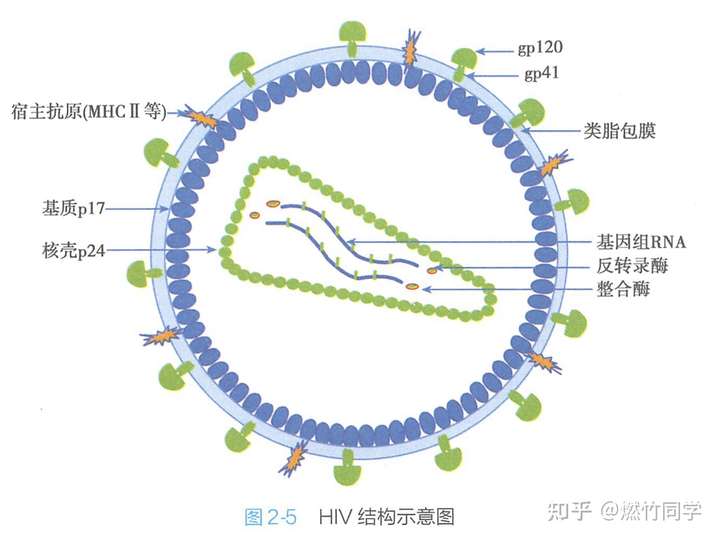 hiv的主要结构