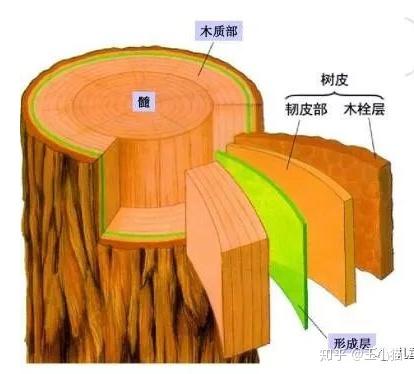 把形成层和韧皮部也剥落下来了,所以营养物质一旦无法输送给树木全身