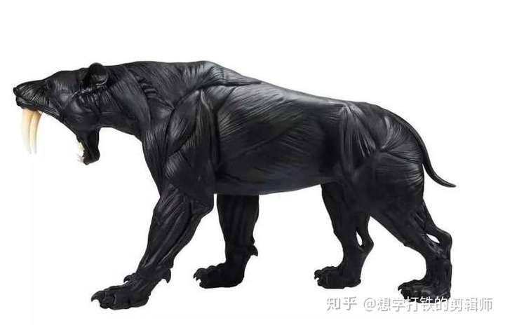 剑齿虎那么长的牙齿怎么捕猎?
