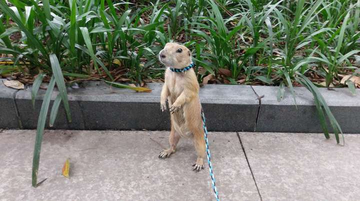 养了一只草原犬鼠(黑尾土拨鼠),萌得不要不要的,牵出去溜没有一个人