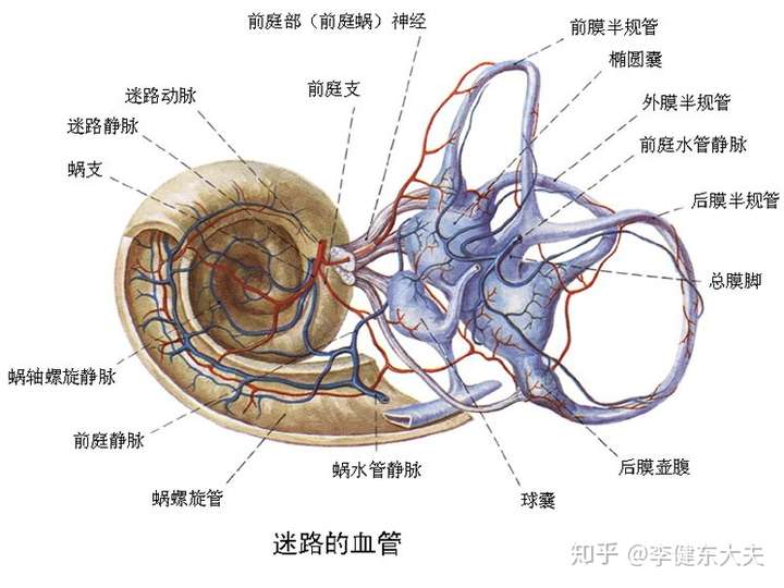 内耳结构图