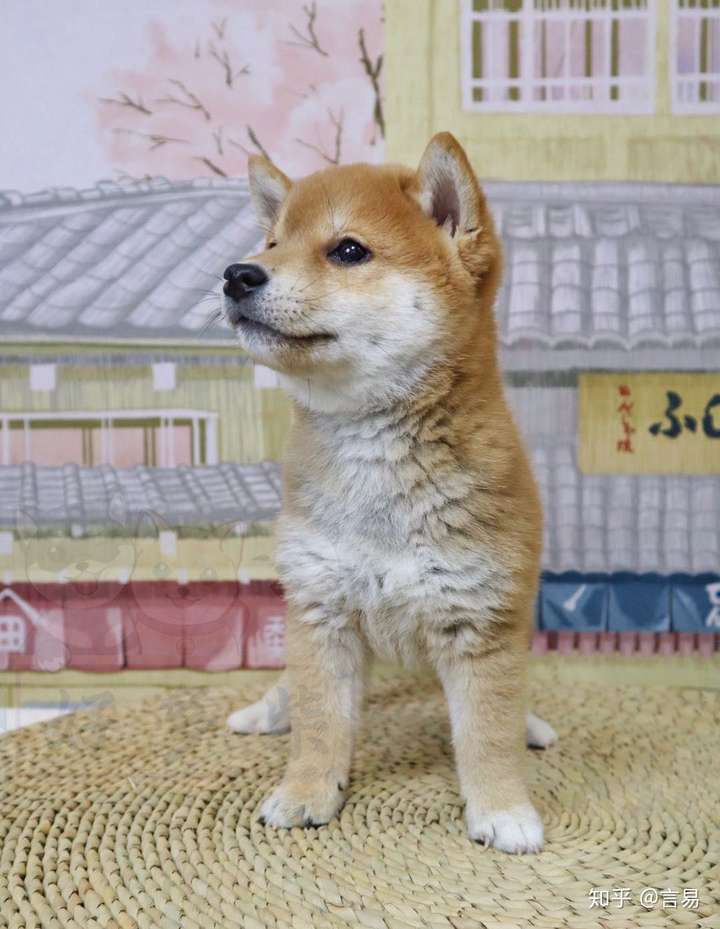 有没有靠谱柴犬犬舍推荐,西安本地的最好?