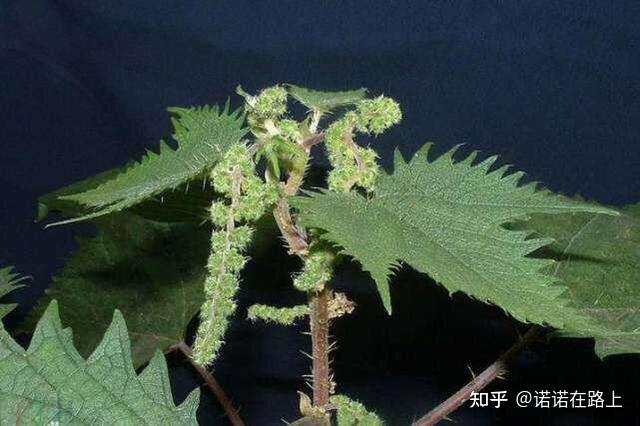 上有毛芒可畏,触人如蜂虿蜇蠢