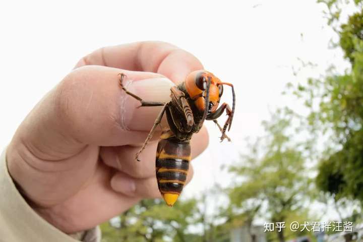 大虎头蜂/金环胡峰/asian giant hornet