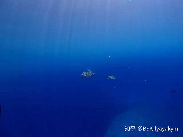 有哪些深海恐惧症看了会害怕的图片