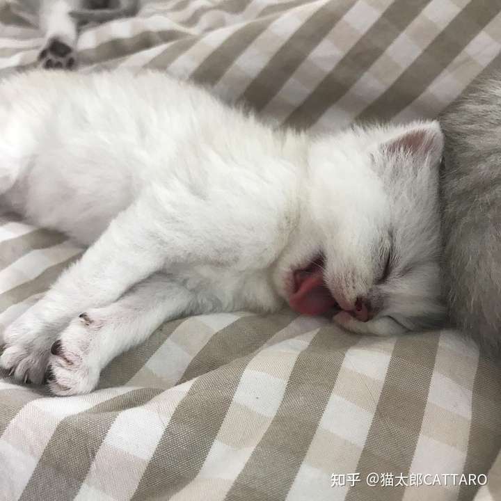 (中暑惹!)开始流口水,吐舌头,呼吸急促