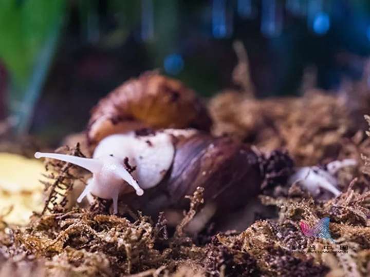 雨后出现的大蜗牛千万别碰它携带很多寄生虫和病原菌究竟有多危险