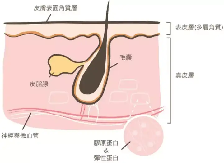 另外一个是 【汗腺】的开口,汗从这里流出来,也有人叫它为汗孔.