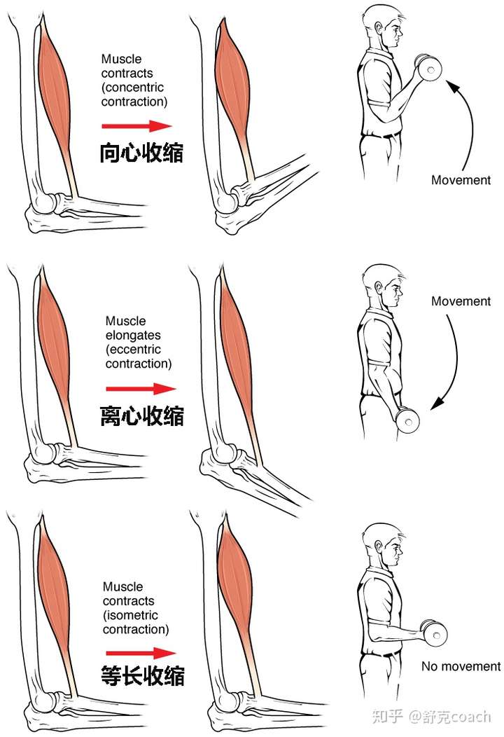 肌肉的收缩形式主要有三种:向心收缩,等长收缩和离心收缩.