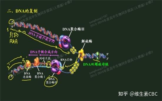 dna复制时的"边解旋边复制"的特点到底该怎么理解才能