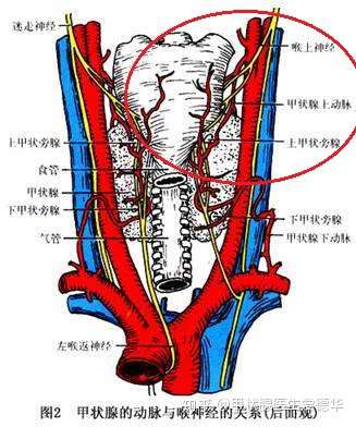 可以看到,喉上神经有一支在甲状腺顶端临近处穿行