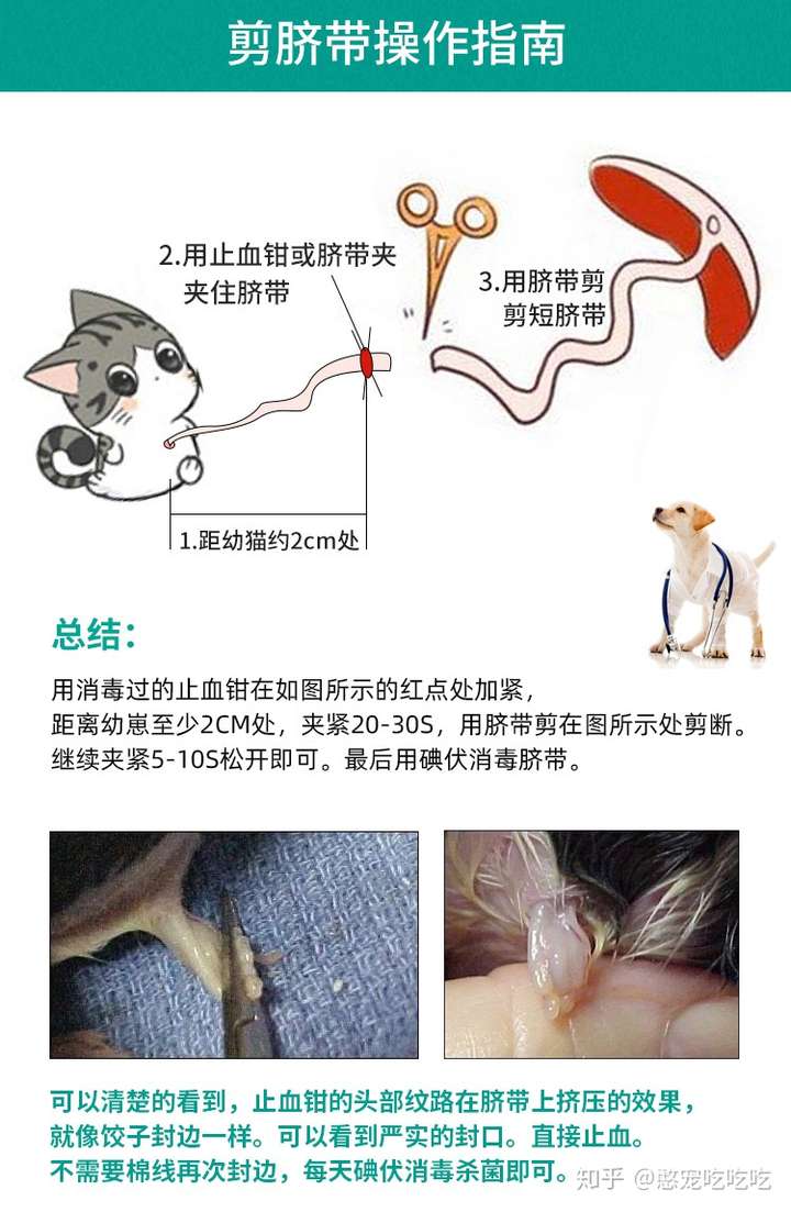 母猫是怎么生小猫的?它们需要剪脐带吗?