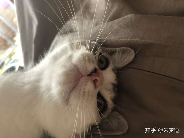 一只猫能可爱到什么程度?