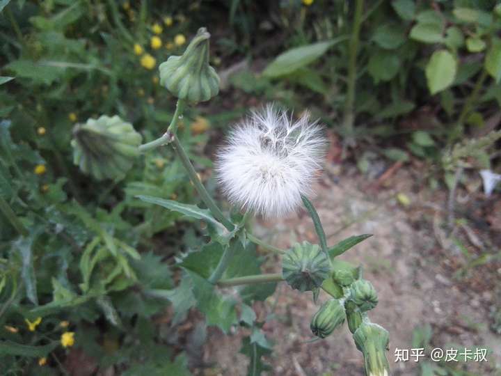 四,菊科以外的双子叶杂草
