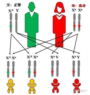 隔代遗传是伴x还是伴y?