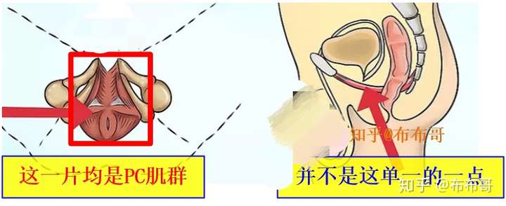 很多人练pc肌变成了练尿道括约肌!这一定要避免这个问题!