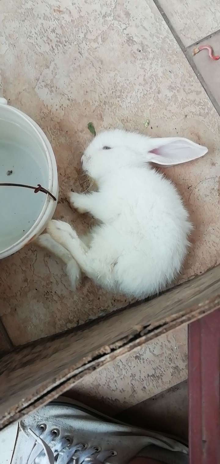 兔子死了怎么办?
