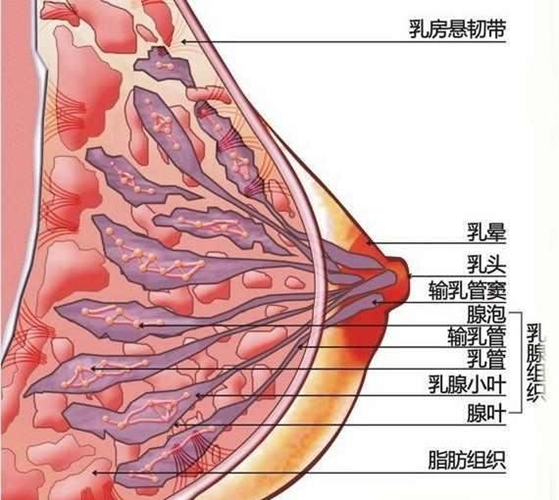 女性的乳房内部大致分为两个组织结构: 乳腺组织和脂肪组织.