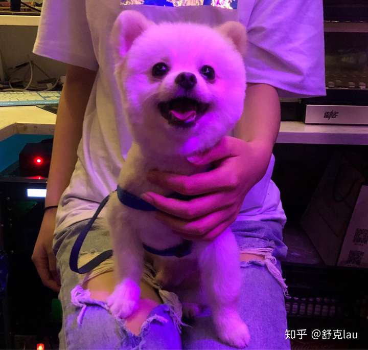 想买入手一只博美,请问下大家怎么辨别是不是串串狗?