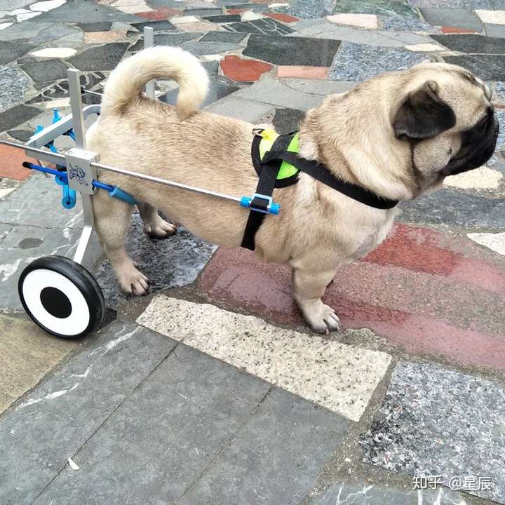 狗狗轮椅