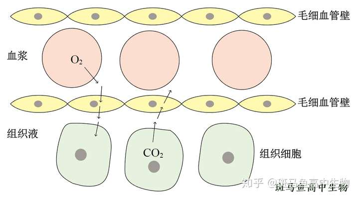 红细胞所携带的氧气,被组织细胞利用要穿过多少层膜?