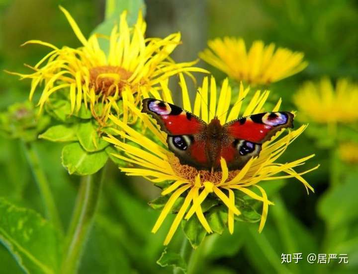 7月下旬桃花朵朵心花绽放爱情如约而至牵手有缘人的4大星座