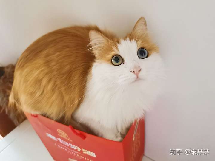 我家猫是狮子猫和橘猫配的,多数还是像狮子猫多一