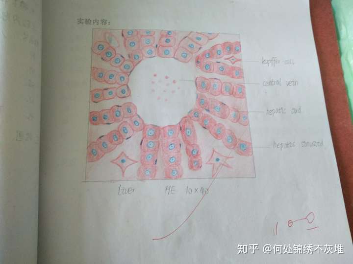 高倍镜下肝小叶和门管区红蓝铅笔手绘图?