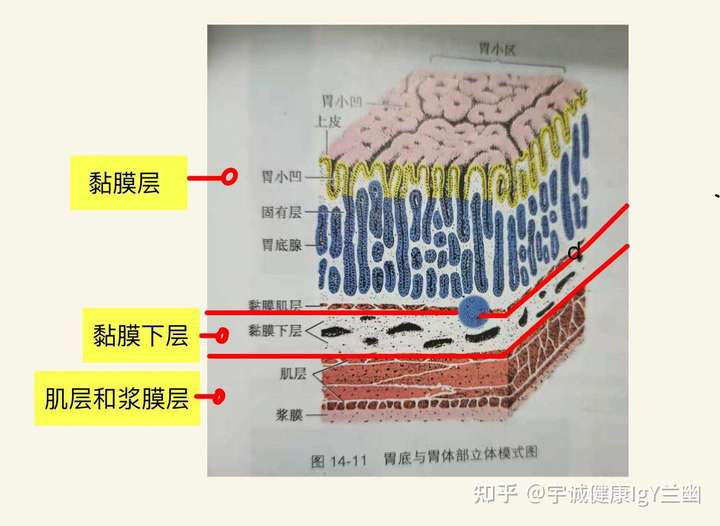 胃主要有三层:黏膜层,黏膜下层,肌层和浆膜层.