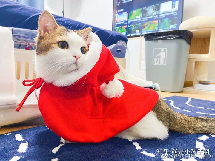 这是帮帮 这是白粿 太可爱了!