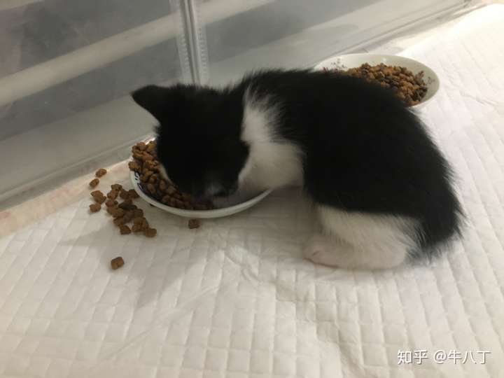 两个月的猫可以吃全猫粮吗?全猫粮有什么可以推荐的?