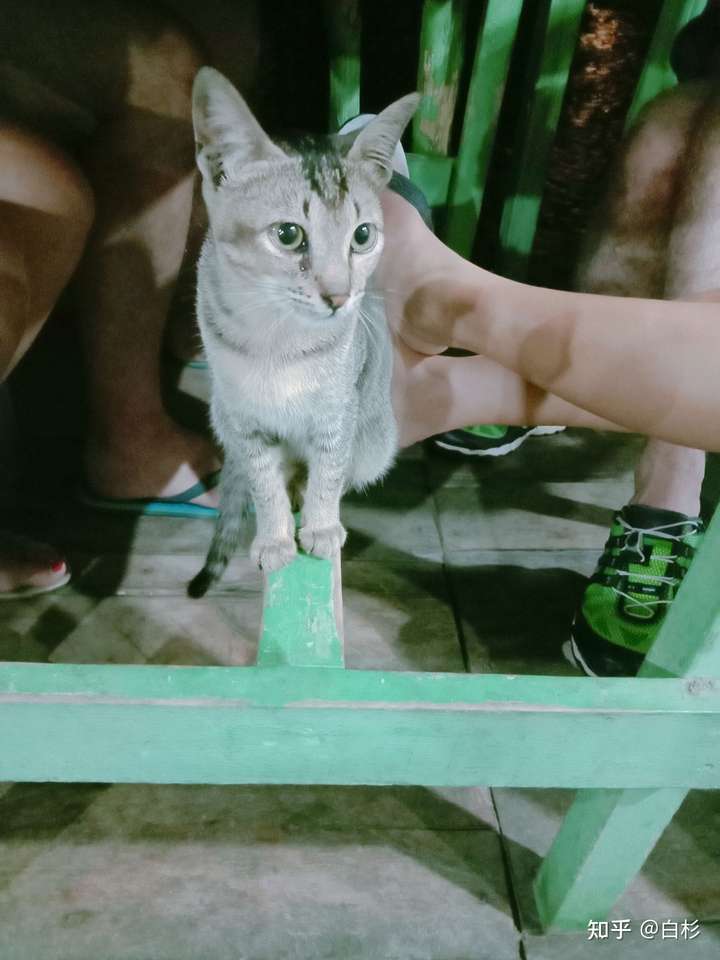 你有被流浪猫赖上的经历吗