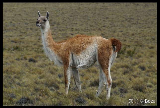 原驼(西语名guanaco), 骆驼科羊驼属