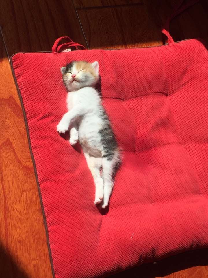 4个月大的小猫每天吃多少猫粮?
