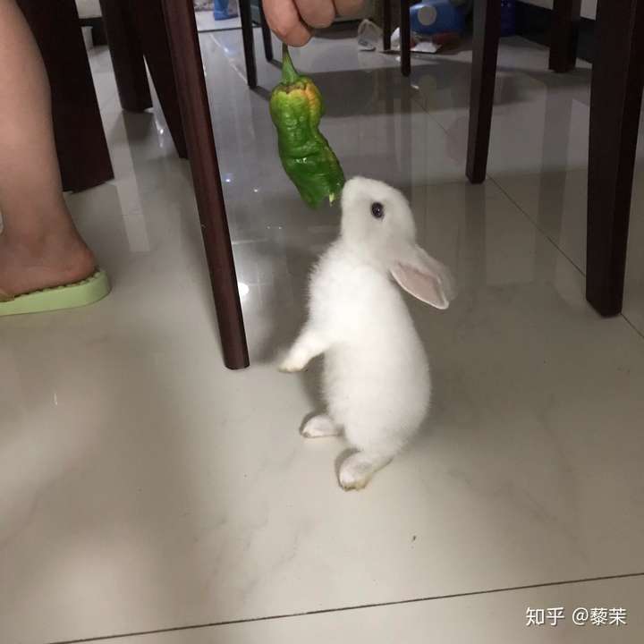 兔子喜欢吃辣椒吗?它们能感受到辣吗?