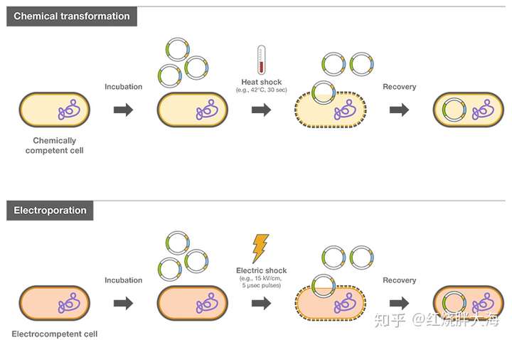 大肠杆菌转化实验中,大肠杆菌作为受体细胞接受外来dna