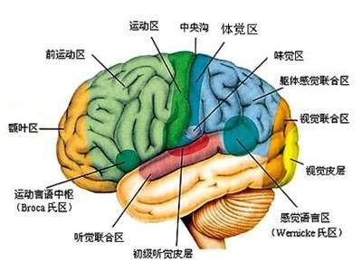 情况,接下来说第二种情况: 视觉信号的传入,基本模式是 进入大脑后就