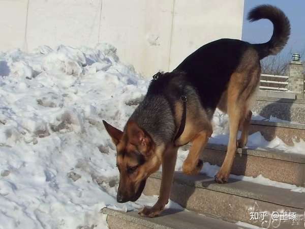 本犬纲目中国本土狗品种大全