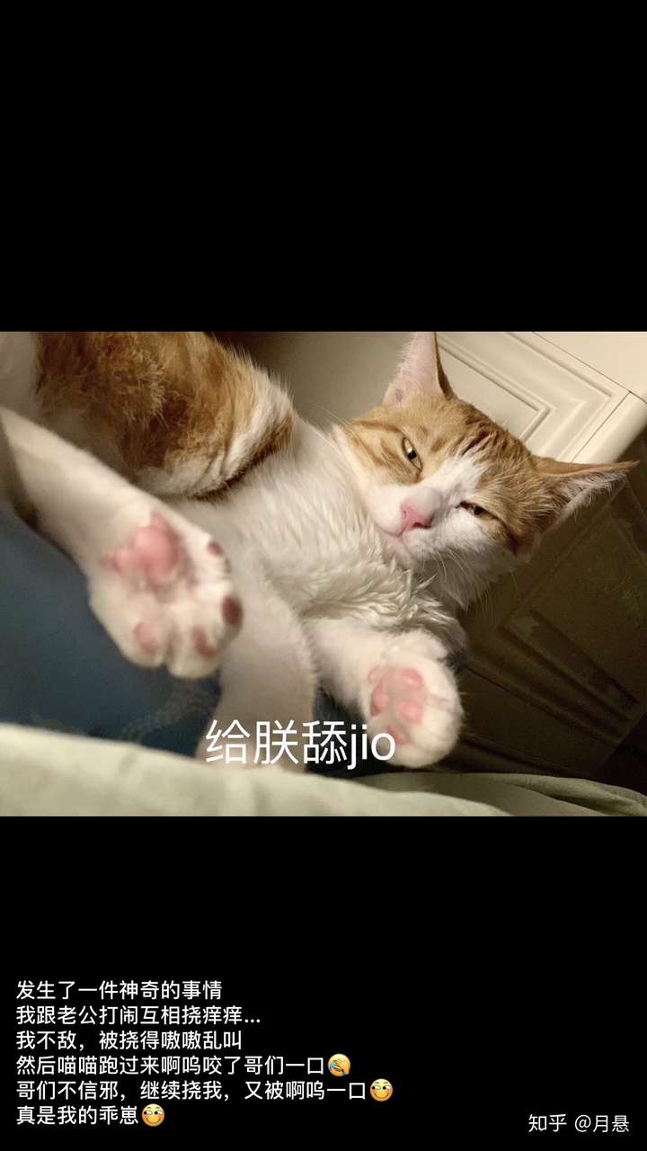 看到铲屎官被打,猫会有什么反应?